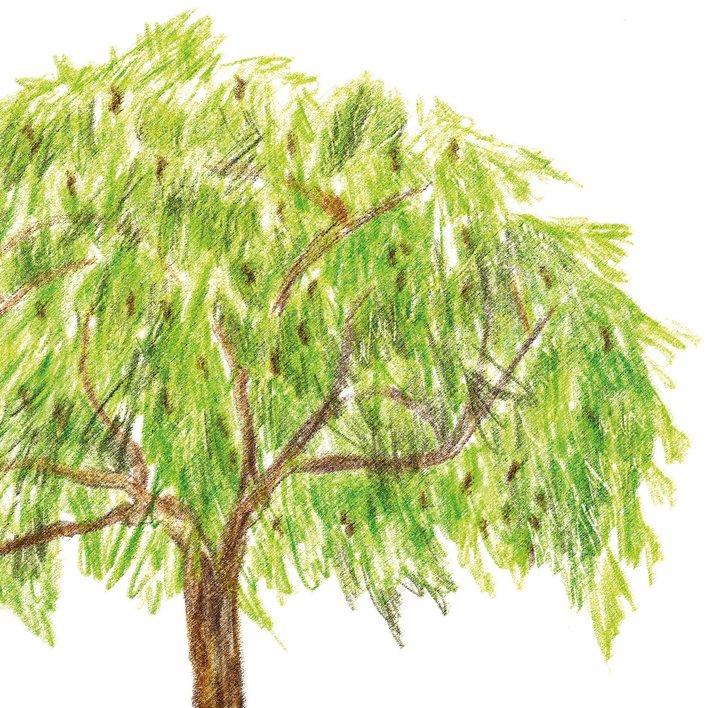  Tamarind tree