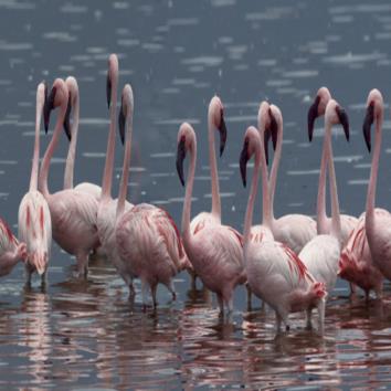  The Dance of the Flamingo