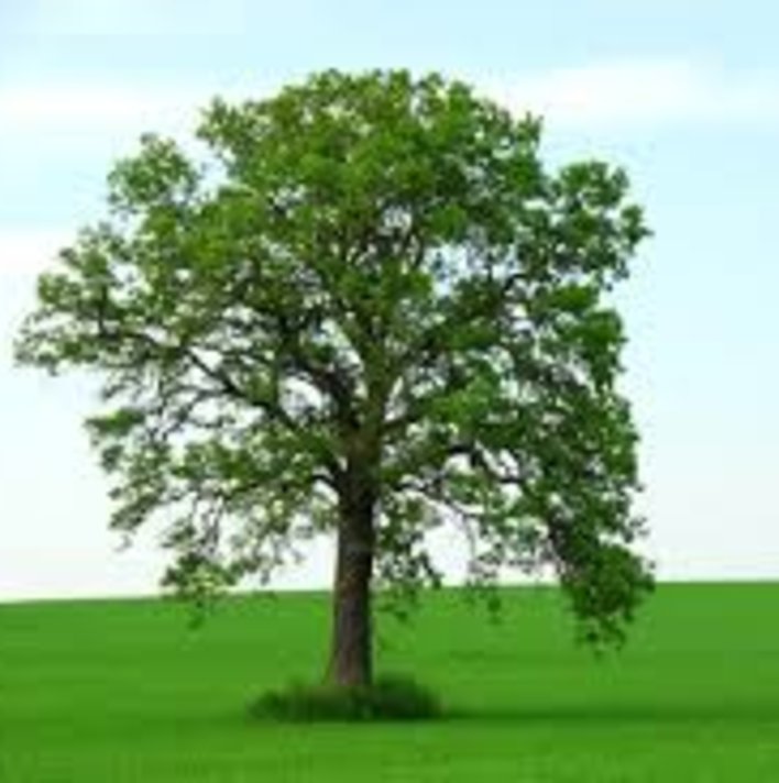  Meenu and the Tree